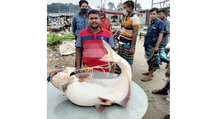 পদ্মায় ধরা পড়েছে ২২ কেজি ওজনের পাঙ্গাস